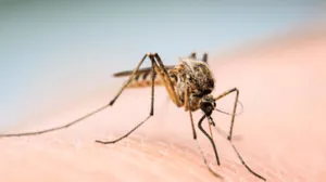 São Sebastião registra primeira morte por dengue em 2024