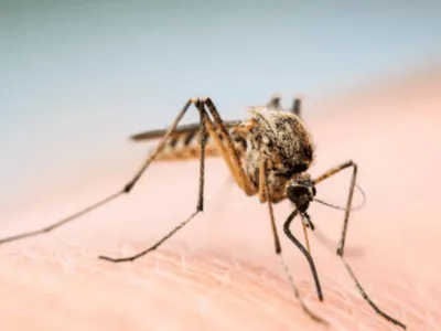 Campinas registra 2ª morte por dengue em 2024