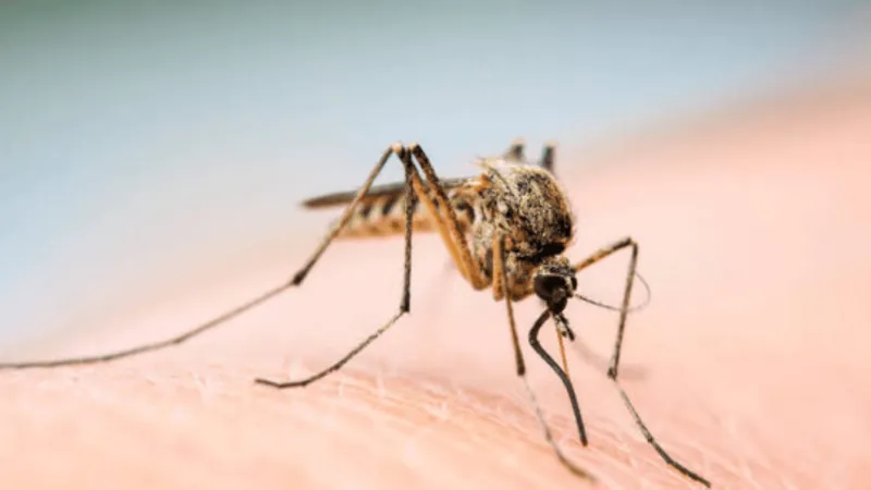 Campinas confirma mais cinco mortes por dengue e total chega a 46