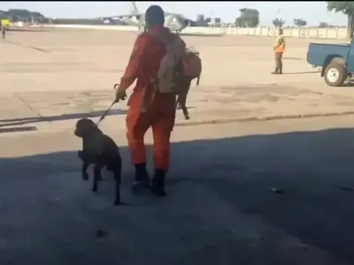 Cão do Corpo de Bombeiros chega no RS para ajudar nos resgates 