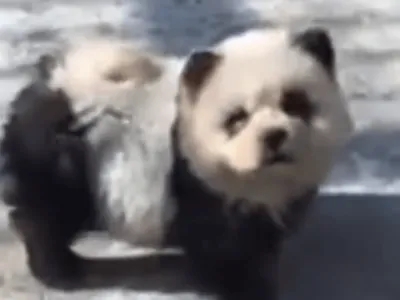 Zoológico da china transforma cães em 'nova espécie de panda'