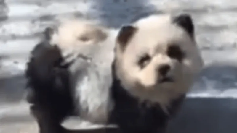 Zoológico da china transforma cães em nova espécie de panda