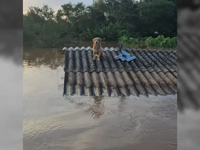 Mais de 6 mil animais devem ser resgatados de telhados no Rio Grande do Sul