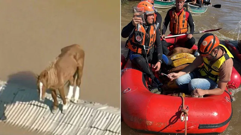 Cavalo "caramelo" é resgatado em Canoas