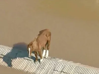 Cavalo que estava ilhado em telhado é resgatado de bote em Canoas (RS)