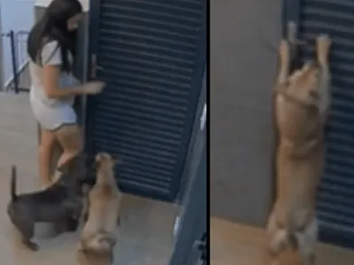Mulher falta no trabalho depois de ser trancada em casa pelo seu cachorro