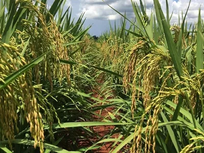 Thays Freitas: produtores estranham importação de arroz sem restrições