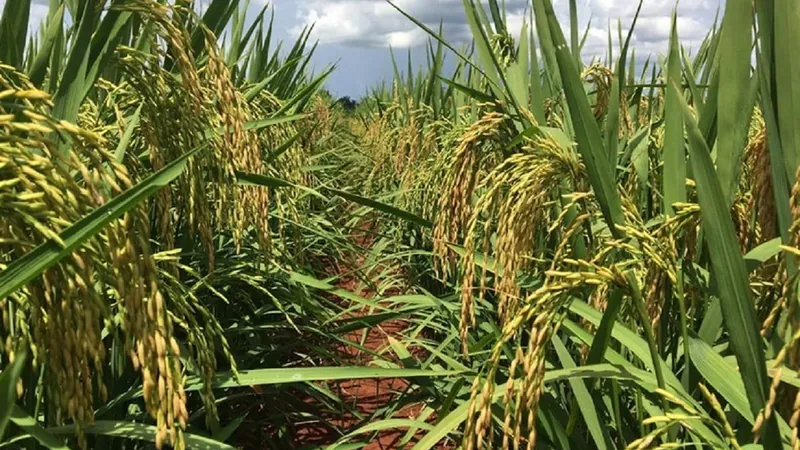 Leilão de arroz: Conab pede para empresas vencedoras provem capacidade financeira