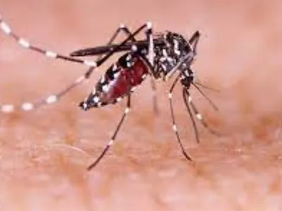 Olímpia registra duas mortes por dengue