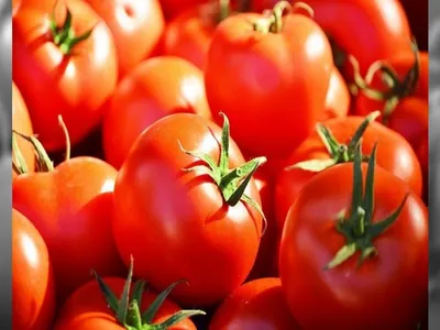 Safra de tomate industrial 2024 recua e deve voltar ao patamar de 2022