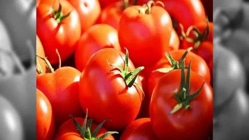 Safra de tomate industrial 2024 recua e deve voltar ao patamar de 2022