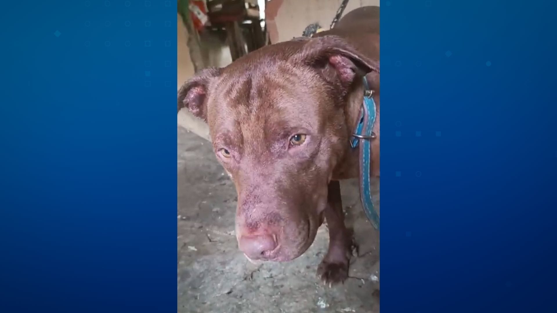 Idoso de 77 anos morre após ser atacado por pitbull no interior do RJ