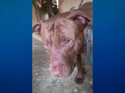 Idoso de 77 anos morre após ser atacado por pitbull no interior do RJ