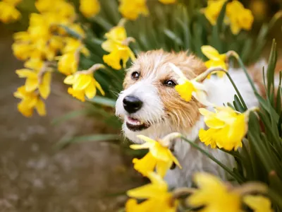 Maio Amarelo: conheça a importância da saúde renal dos pets 