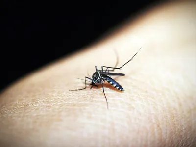 Dengue: quase todos os estados brasileiros têm tendência de queda