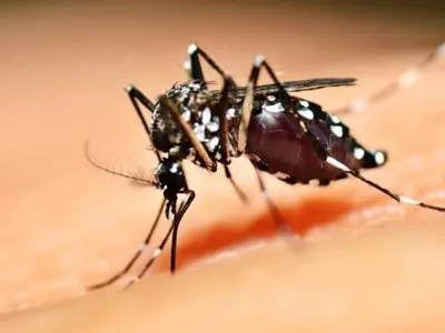 MG soma mais de meio milhão de casos de dengue e 430 mortes pela doença em 2024