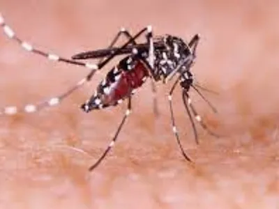 Rio Preto divulga novo balanço sobre Dengue e Chikungunya