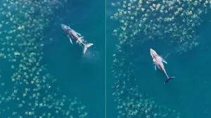 Drone flagra baleia jubarte nadando com cardume de arraias em São Sebastião
