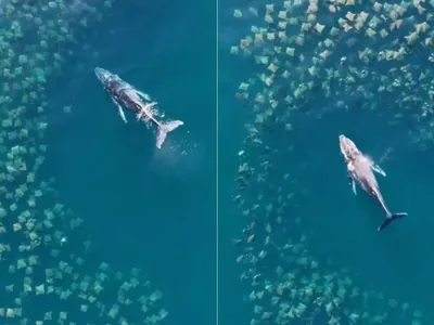 Drone flagra baleia jubarte nadando com cardume de arraias em São Sebastião