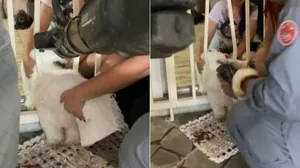 Vídeo: cachorro fica preso em grade de portão e é salvo pelos Bombeiros