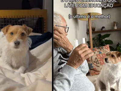 Cachorro viraliza na internet por 'latir com educação'