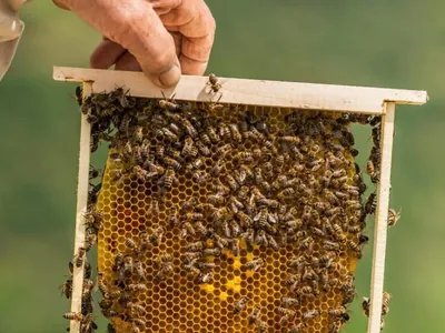 Dia Mundial das Abelhas: Brasil tem 3 mil espécies diferentes de abelhas