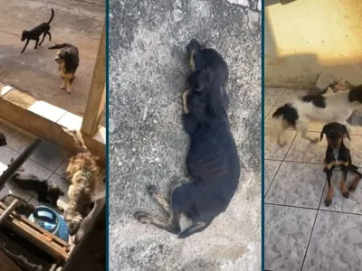 GM de Sumaré encontra 10 cães em situação de maus-tratos e prende responsáveis