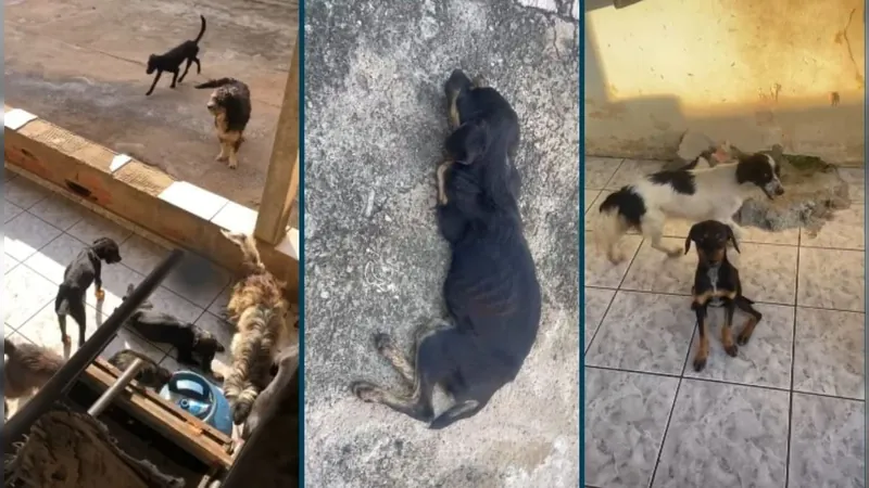 GM de Sumaré encontra 10 cães em situação de maus-tratos e prende responsáveis