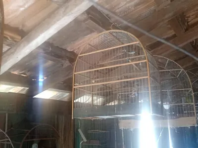 Homem é multado por manter aves em cativeiro em Pacaembu