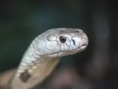Instituto Butantan investiga desaparecimento de serpente naja