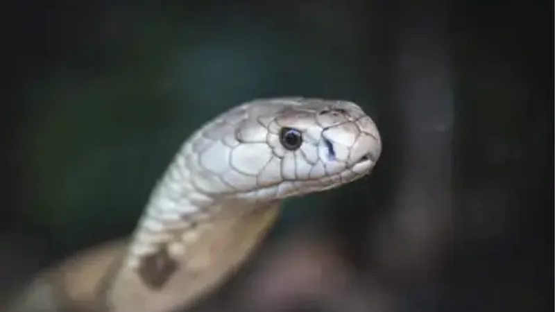 Instituto Butantan investiga desaparecimento de serpente naja
