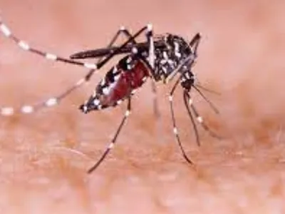 Jaú confirma a sétima morte por dengue este ano