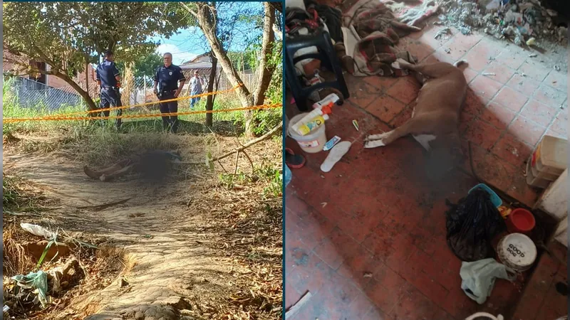 Homem e cachorra são encontrados mortos a tiros em Jaguariúna
