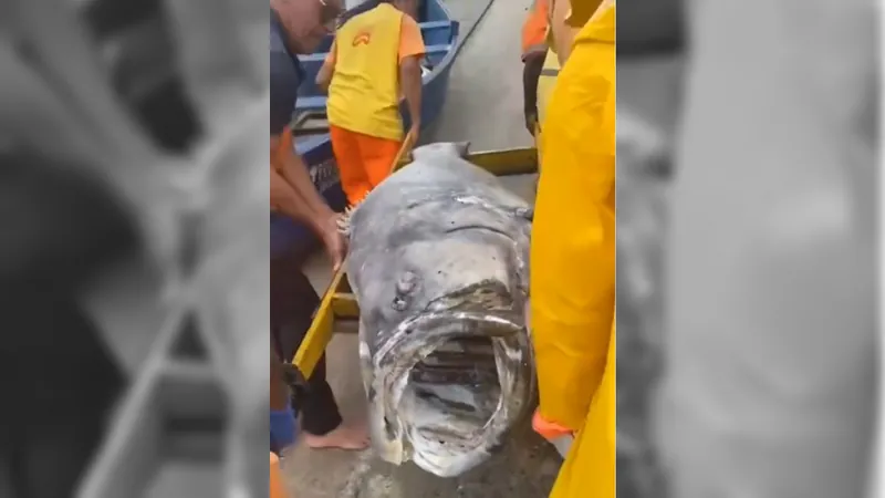 Peixe de 100kg é encontrado morto nas areias da Praia de Niterói