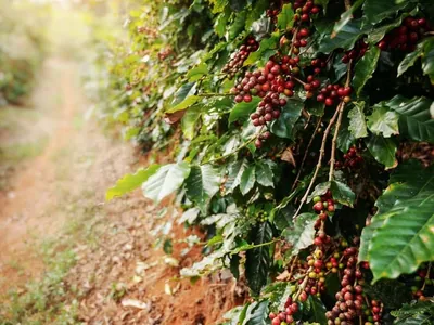 Produção de café é estimada em 58,81 milhões de sacas na safra 2024