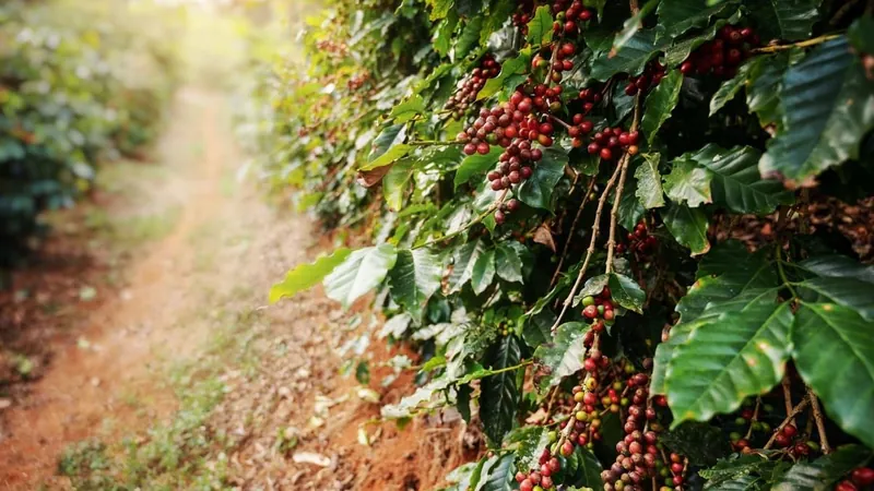 Produção de café é estimada em 58,81 milhões de sacas na safra 2024