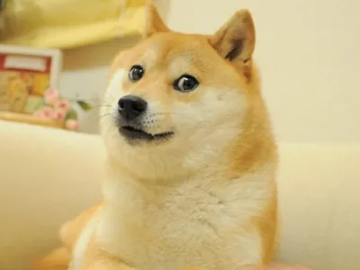 Morre Kabosu, cadelinha que virou meme e inspirou criação de criptomoeda