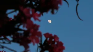 Lua Cheia em Sagitário é uma das mais importantes do ano; entenda mudanças