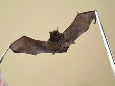 Morcego positivo para raiva é identificado em Jundiaí 