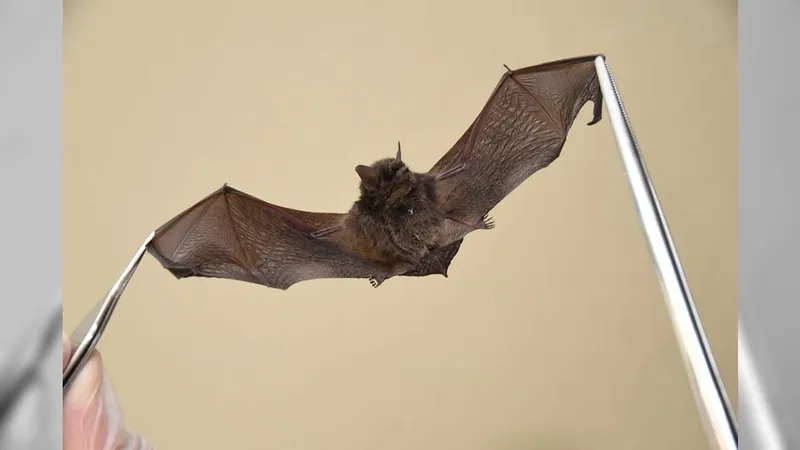 Morcego positivo para raiva é identificado em Jundiaí