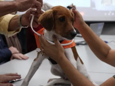 Araçatuba lança campanha de encoleiramento de cães 
