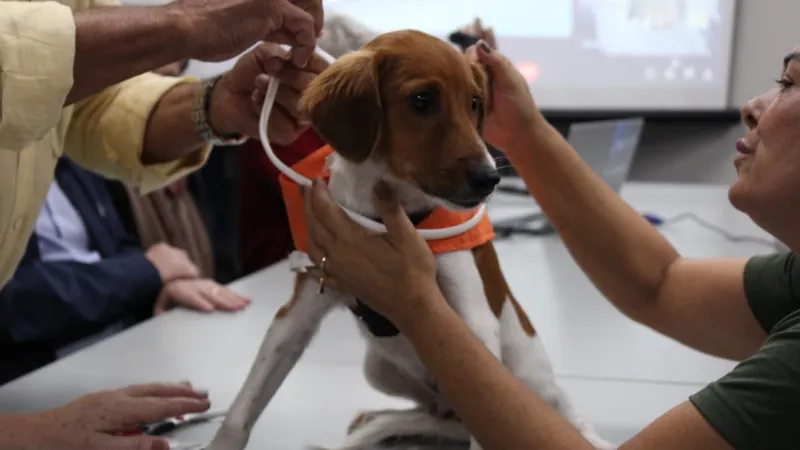 Araçatuba lança campanha de encoleiramento de cães