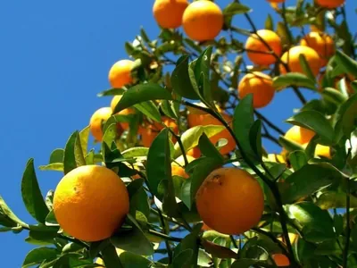 Praga na laranja: greening deve atingir metade dos pomares brasileiros