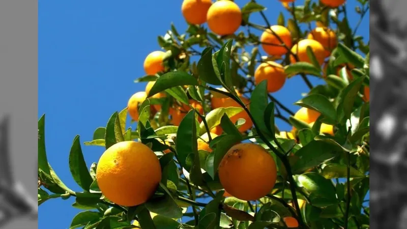 Praga na laranja: greening deve atingir metade dos pomares brasileiros