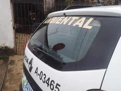 Maus-tratos a animais em Potim: dois cães resgatados e homem preso