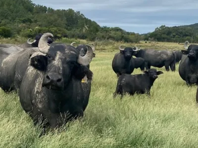 Cerca de 280 búfalos podem ter se perdido após enchentes no Rio Grande do Sul