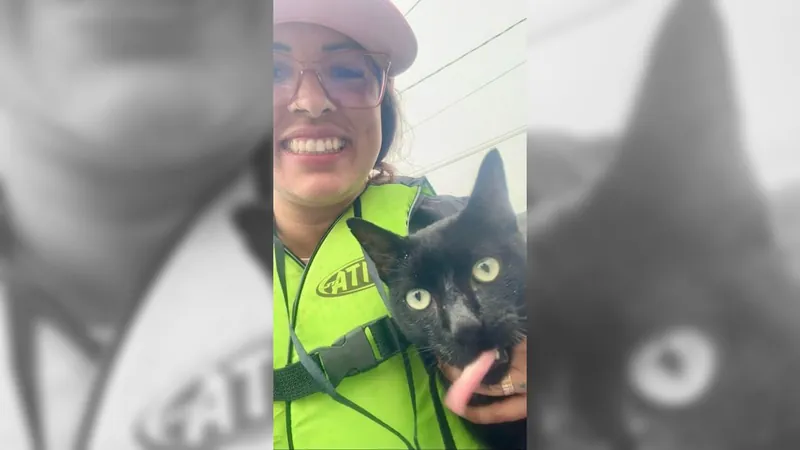 Equipe salva gatinhas que boiavam em colchão e teme futuro de animais no RS