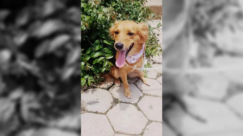 Sorocaba tem feira de adoção de cães neste sábado