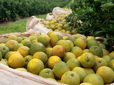Quebra na safra de laranja faz preço da fruta disparar no Brasil