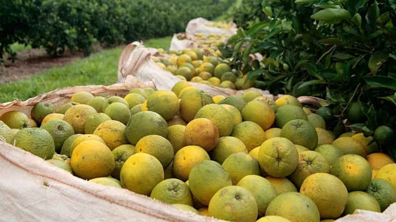 Entenda como um pequeno inseto está deixando a laranja mais cara no Brasil